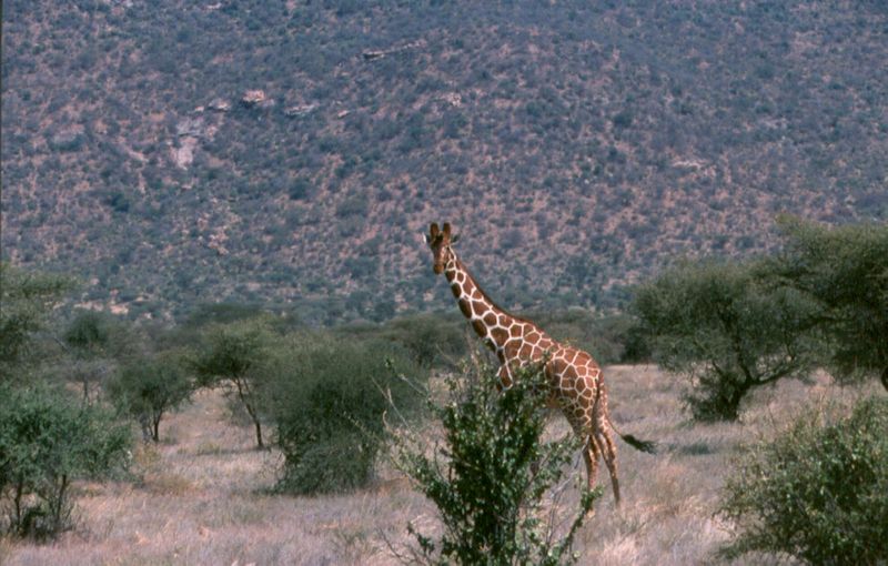 1-16 netgiraffe - Samburu national reserve